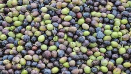 Sofranızın yıldızı: Meskende lezzetli ve katkısız siyah zeytin tanımı